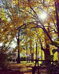 Sun shining through trees