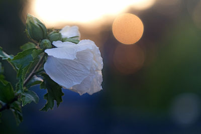 Close-up of white flowering plant