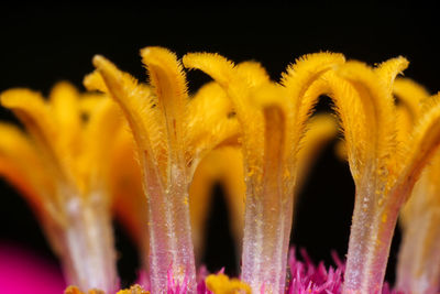 Close-up of yellow flowering plant