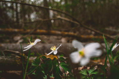 Close-up of white flowering plant