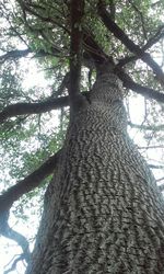 Low angle view of trees in forest
