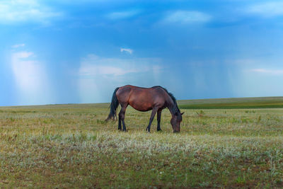 Horse in a field