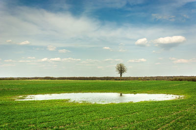 A puddle of water in a green field, a lonely tree and a clear sky