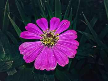 Close-up of pink flower blooming outdoors