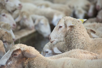 Close-up of sheeps at ranch