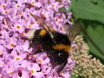 Close-up of honey bee on flowers