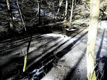 Trees in forest