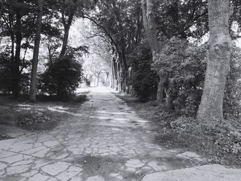 Dirt road amidst trees in forest