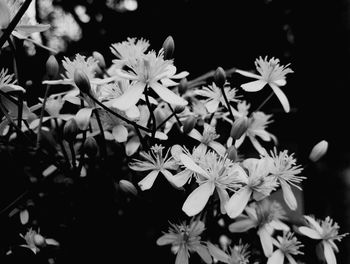 Close-up of flowers