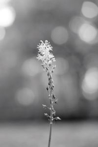 Close-up of plant growing outdoors