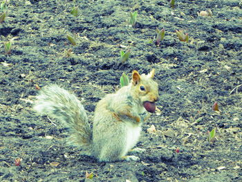 Squirrel on field