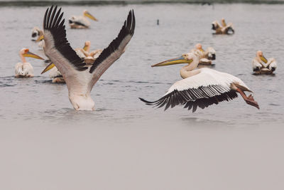 Seagulls flying over lake