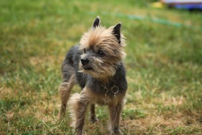 Dog standing in field