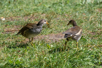 Ducks on a field