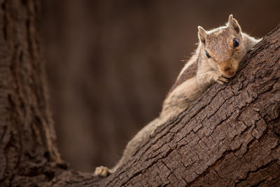 Close-up of squirrel on tree trunk