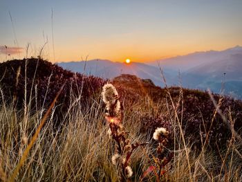 Scenic view of field against sky during sunset