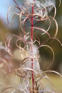 Close-up of plant