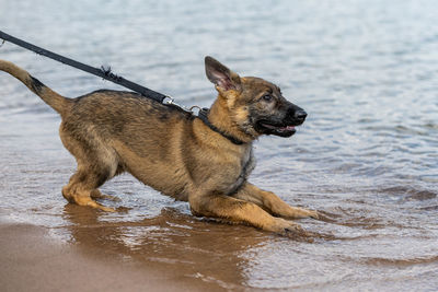 Dog running in a water