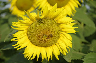 Close-up of yellow sunflower