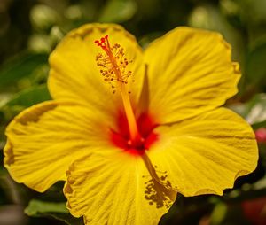 Close-up of yellow hibiscus flower