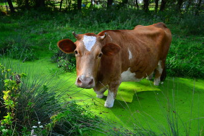 Cows in grass