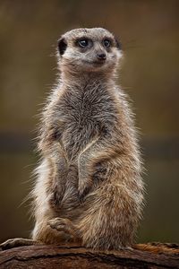 Close-up of an animal sitting on wood