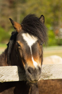 Close-up portrait of a horse