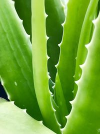 Full frame shot of succulent plant