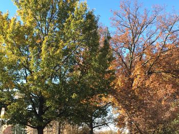 Low angle view of trees against sky