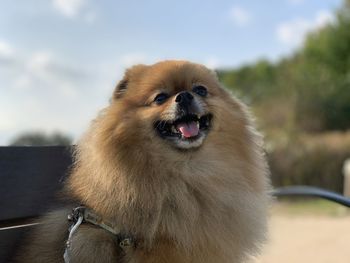 Close-up of a dog looking away