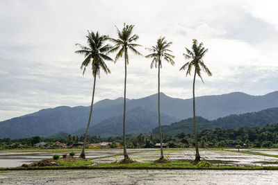 Scenic view of palm trees against sky