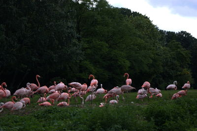 A flock of flamingos on a field