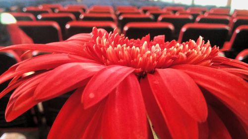 Macro shot of red flower head