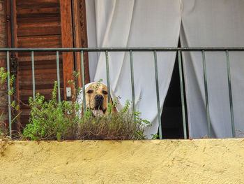 Portrait of dog at balcony