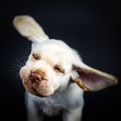 Close-up of funny puppy against black background