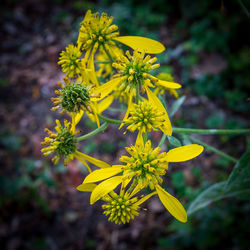 Close-up of yellow flowering plant