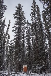 Low angle view of trees in forest
