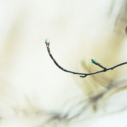 Close-up of lizard on plant