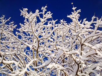 Low angle view of bare tree against blue sky