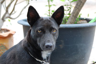 Close-up portrait of black dog