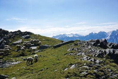 View of sheep grazing in field