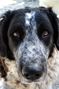 Close-up portrait of dog