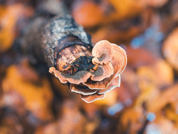 Close-up of fungus growing on a branch