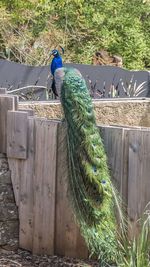 Peacock perching on wooden post