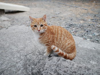 Portrait of ginger cat sitting on street