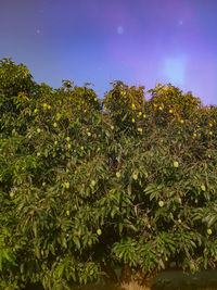 Low angle view of plants against sky at night