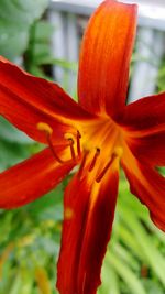 Close-up of red flower