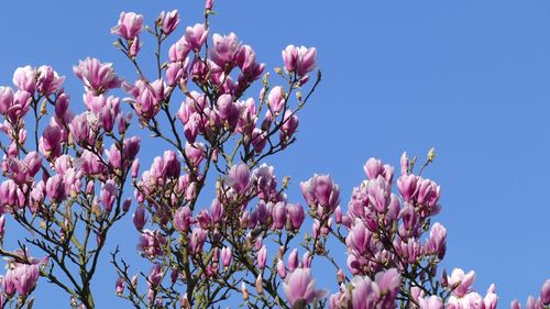 Low angle view of cherry blossoms in spring