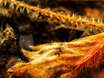 Close-up of insect on plant at field