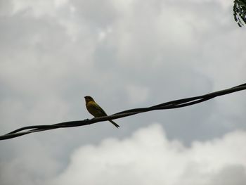 Low angle view of bird perching on branch